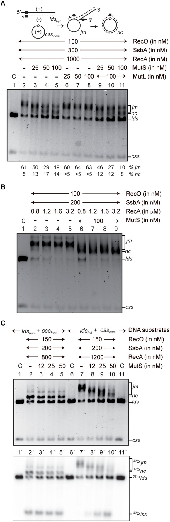 FIGURE 3