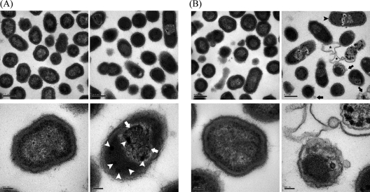 FIG. 5.