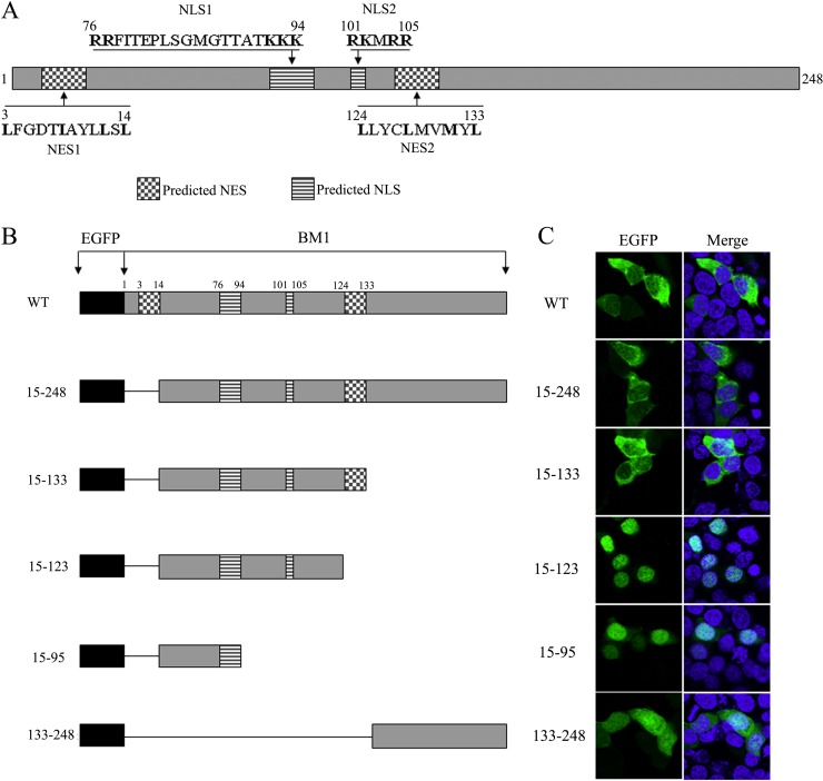 FIG 2