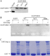 FIG 10