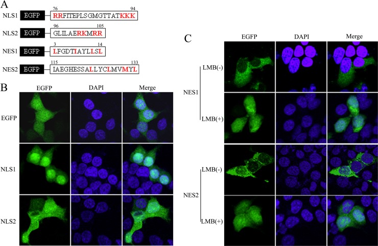 FIG 3