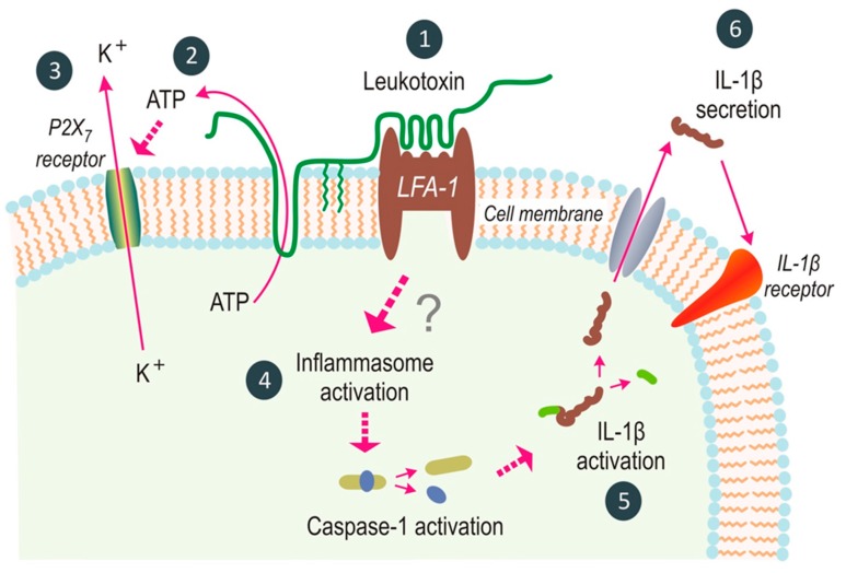 Virulence and Pathogenicity Properties of Aggregatibacter ...