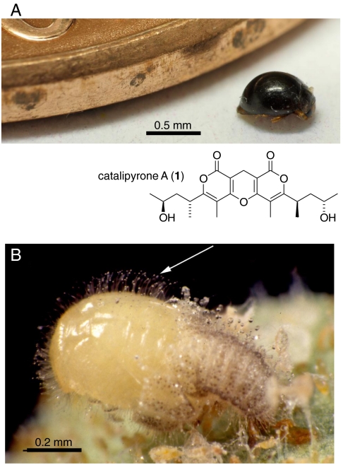 Fig. 1.