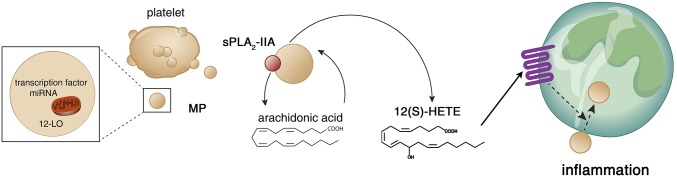 Fig. 7.