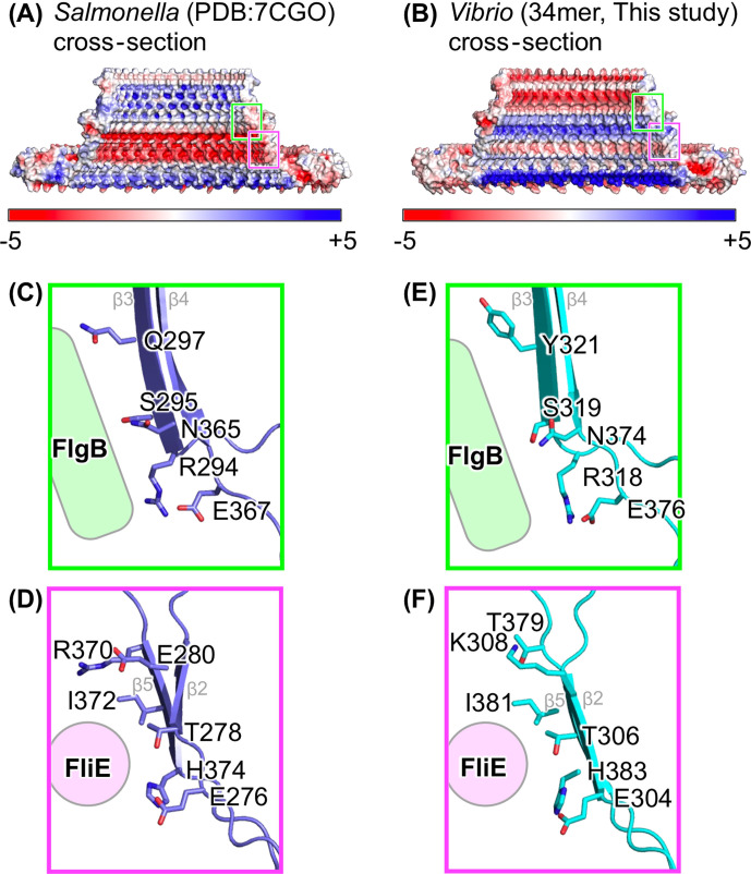 Cross-sectional views of Salmonella (PDB:7CGO) and Vibrio (34-mer) flagellar motors highlight specific protein interactions. Detailed views depict interactions between FlgB and the flagellar motor and interactions involving FliE.