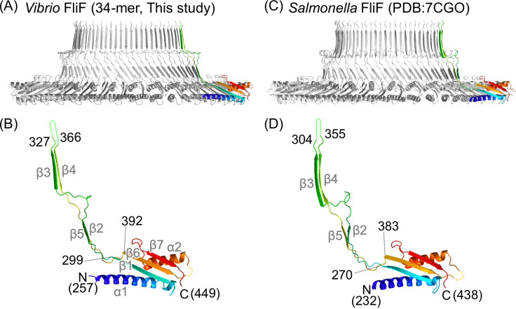 3D structures of Vibrio FliF and Salmonella FliF highlight specific protein regions and structural differences. It also depicts overall structures and specific protein segments and their positions.