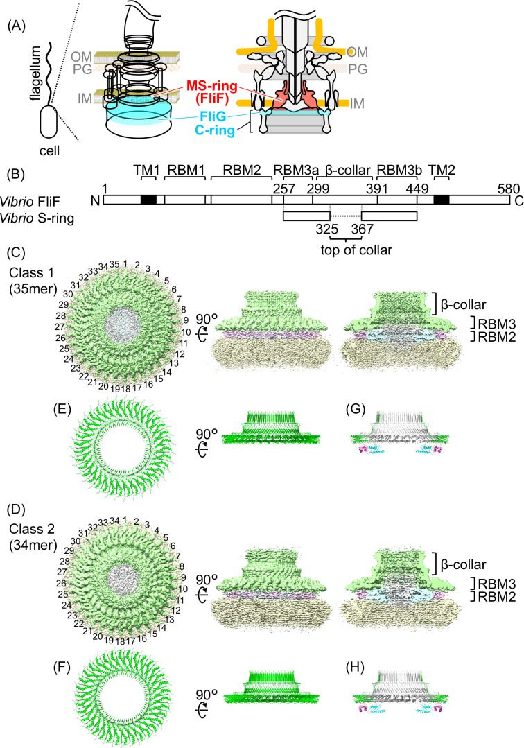 Structure of the bacterial flagellar motor includes cross-sectional diagrams, protein domain structures of Vibrio FliF, and 3D reconstructions of two classes of flagellar motors with top and side views.