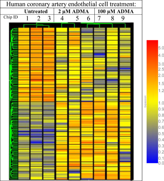 ADMA's effects on endothelial gene expression