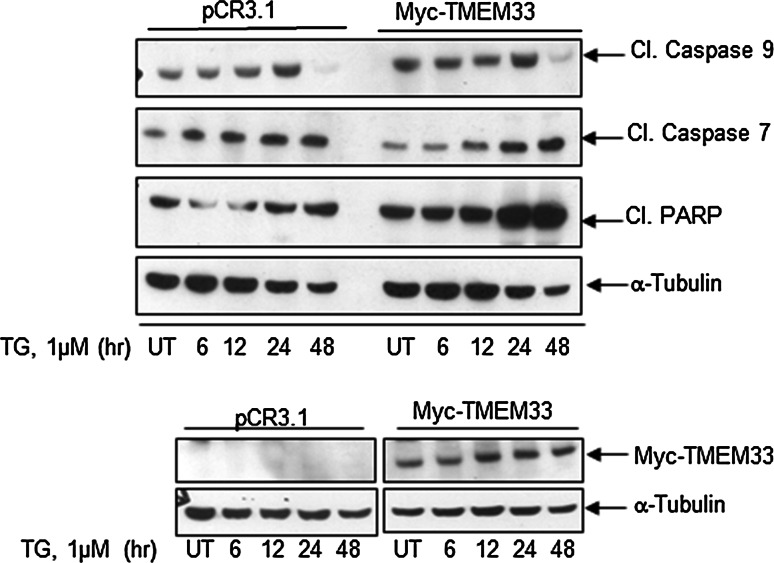 Fig. 6