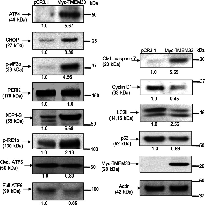 Fig. 7