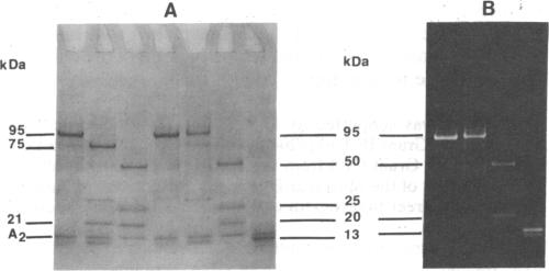 graphic file with name pnas00299-0058-a.jpg