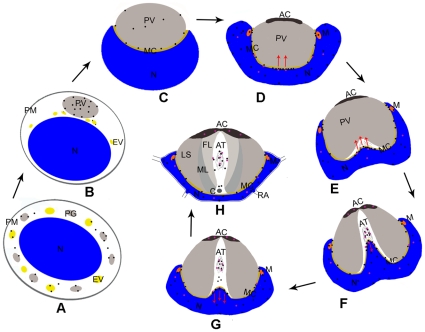 Figure 8