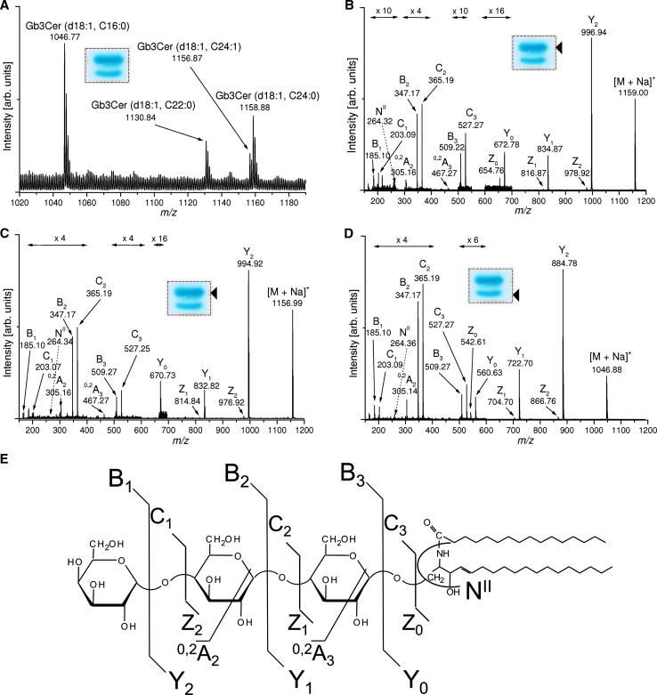 Fig. 7