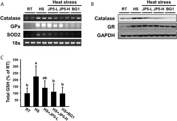 FigQ11: Editor Comment: Please provide expansion, if any, for “GAPDH” given in caption of figure 4.. 4