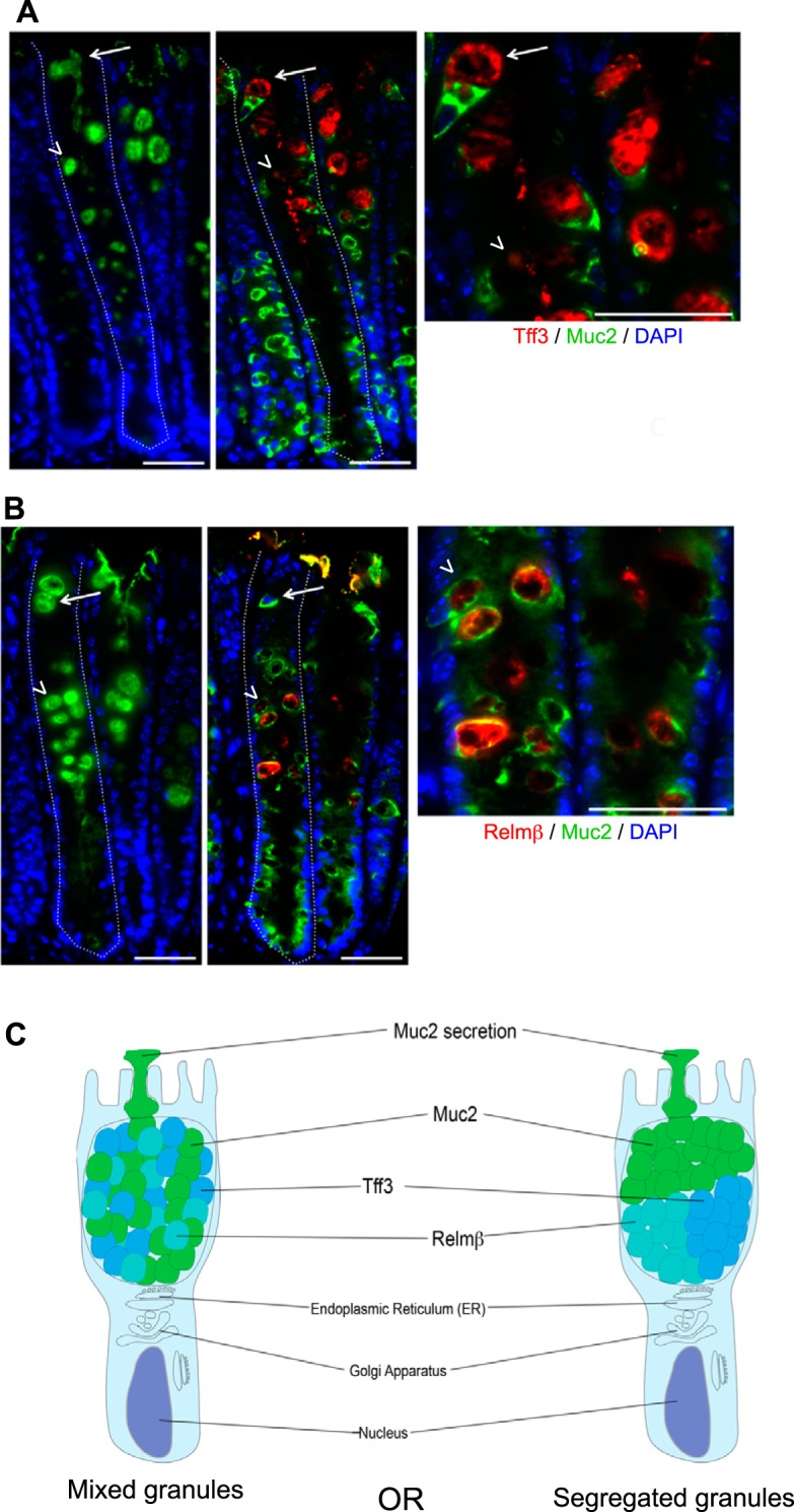 Fig. 3.