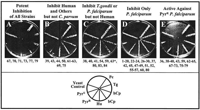 FIG. 4