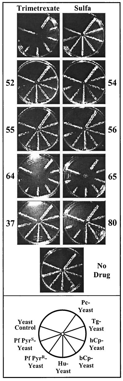 FIG. 3