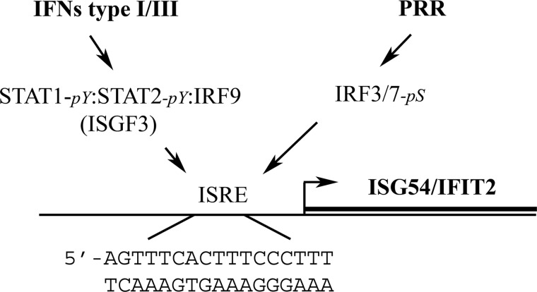 FIG. 1.