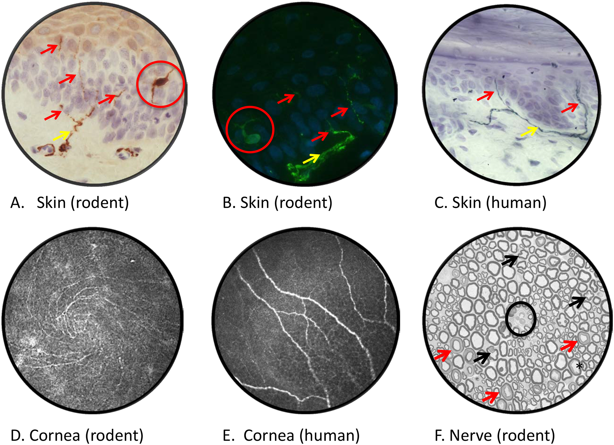 Figure 2: