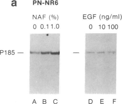 graphic file with name pnas01069-0313-d.jpg