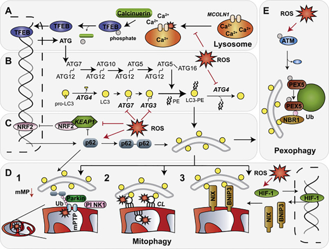 Figure 1