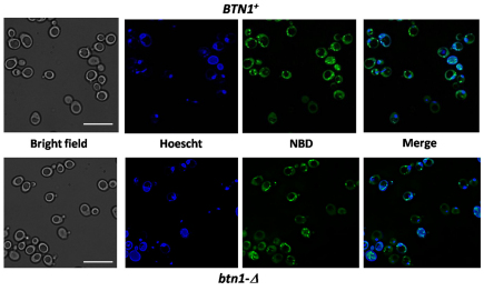 Fig. 4.