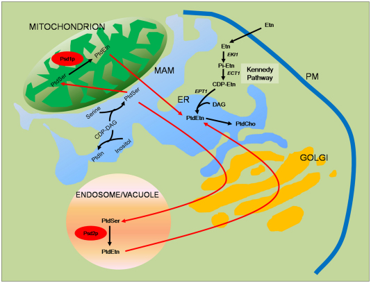 Fig. 2.