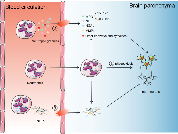 Figure 1