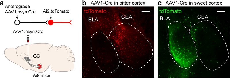 Figure 2: