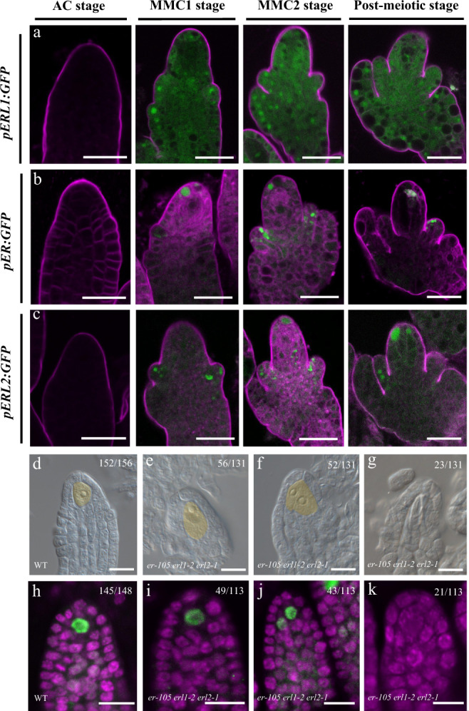 Fig. 9