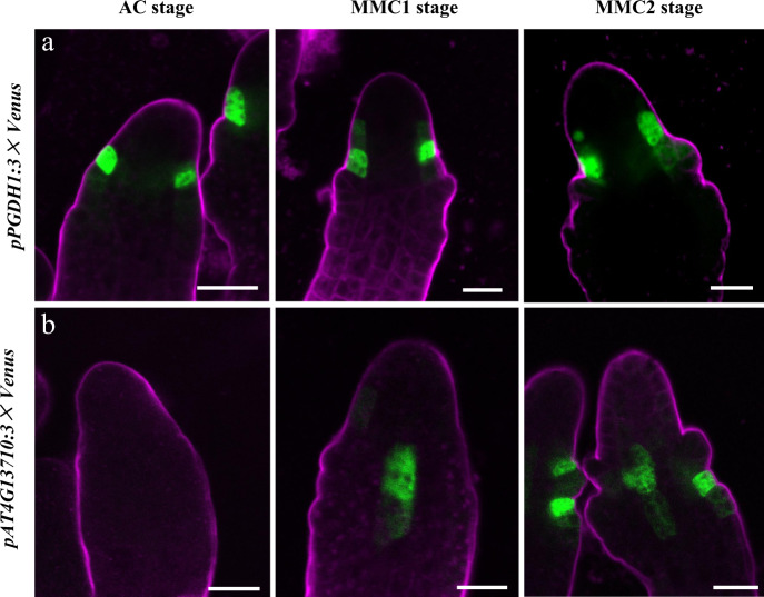 Fig. 8