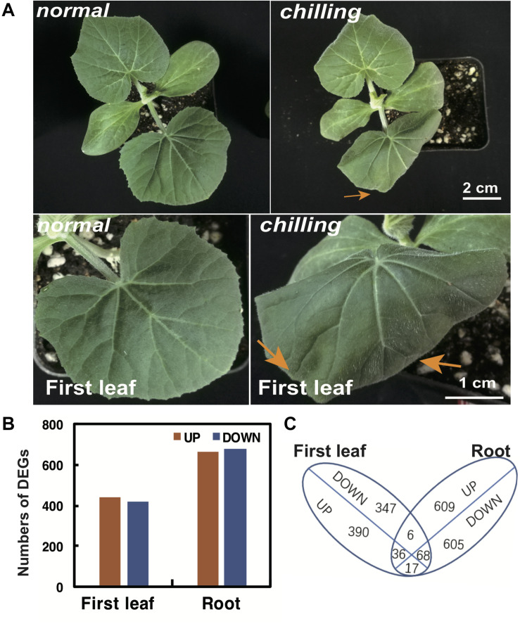 FIGURE 3