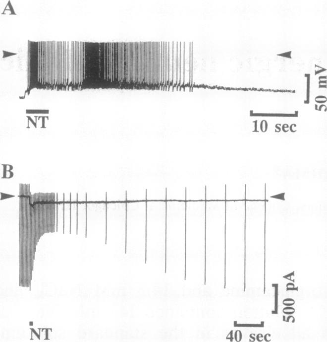 graphic file with name pnas01129-0486-a.jpg