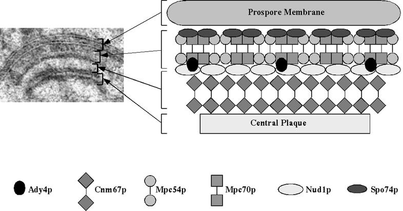 FIG. 8.