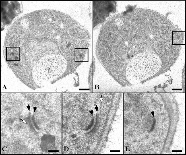 FIG. 7.