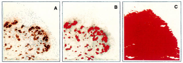 Figure 3  