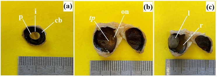 Fig. 9