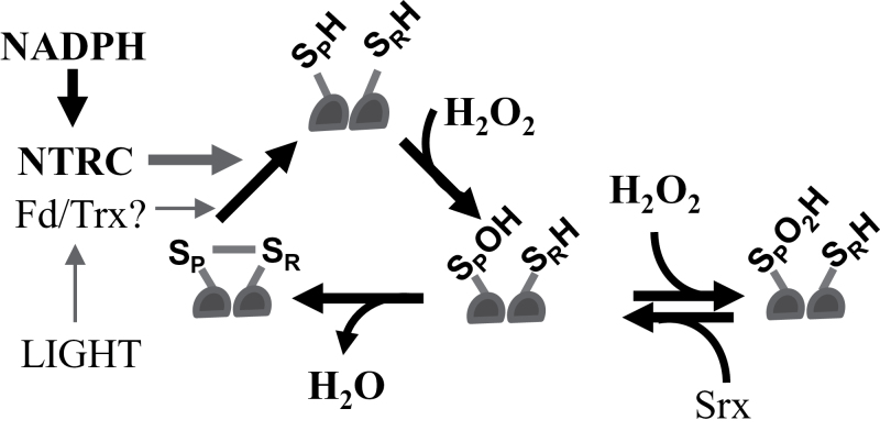 Fig. 8.