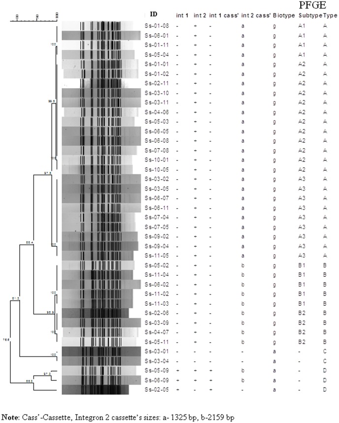 Phylogenetic dendrogram showing the genetic distances among S. sonnei using XbaI macrorestriction analysis.