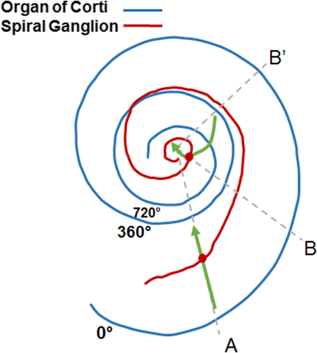 Fig. 2