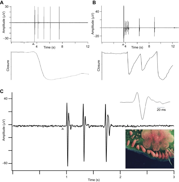 Fig. 6.