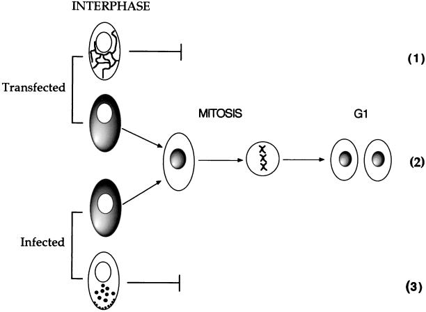 FIG. 8