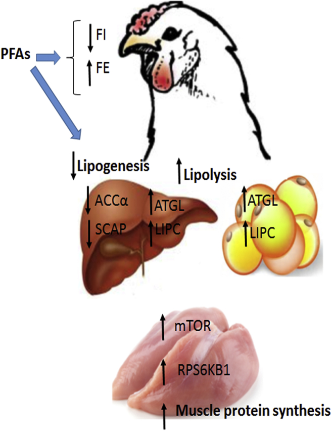 Figure 6