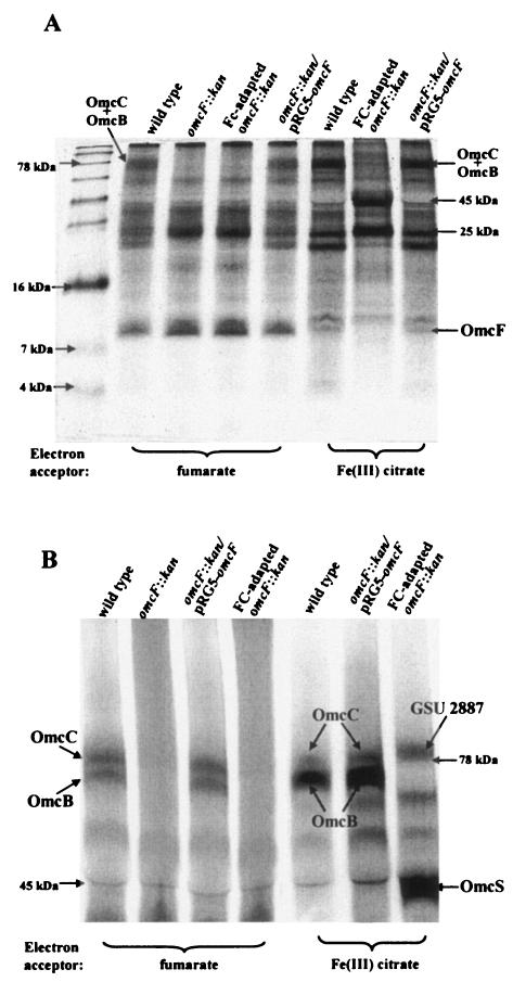 FIG. 5.