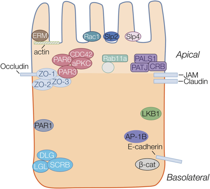 FIGURE 1