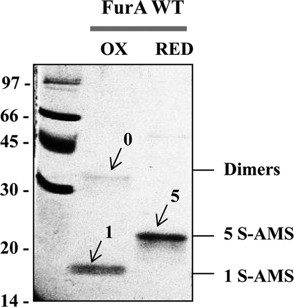 FIG. 3.