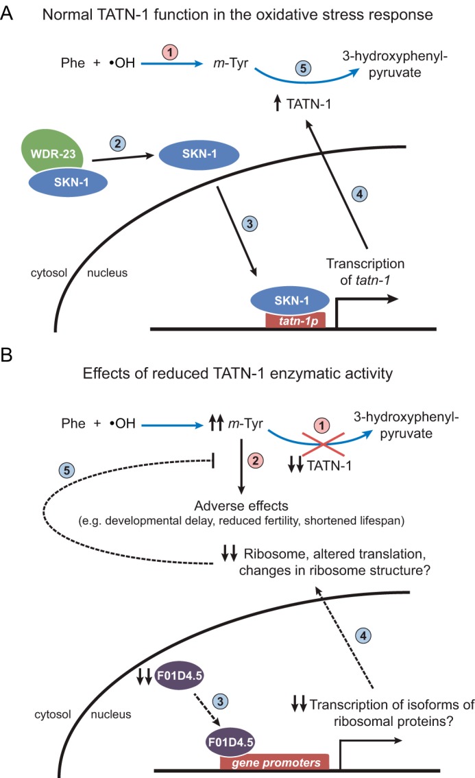 Figure 7.