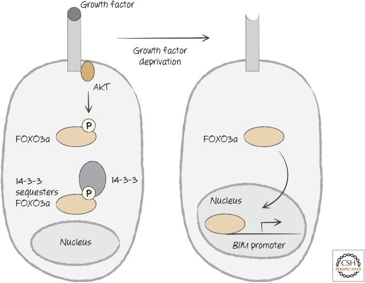 Figure 21.