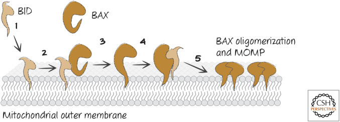 Figure 14.