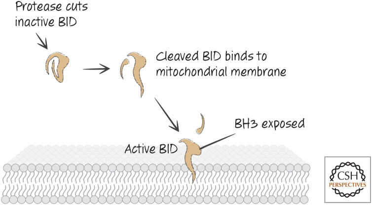 Figure 20.